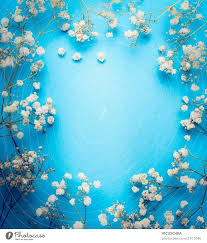 white flower frame on blue background