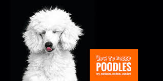 how to breed poodles best practices