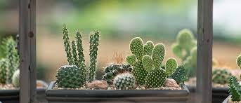 5 Care Tips To Keep Your Cactus Happy