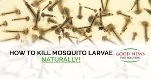 Mosquito Larvae Naturally