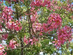 The relatively dry winters and warm the usual answer is that, in their native south america, monkeys (and probably other animals as well) found the flower buds and young fruits of. The Silk Floss Tree Santa Barbara Beautiful