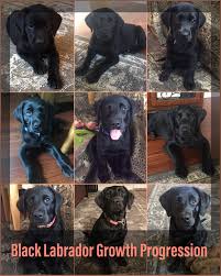 Black Labrador Growth Progression Black Labrador Black