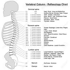 Spine Column Reflexology Chart Vertebral Column With Names And