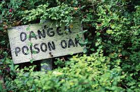 california s poison oak problem is bad