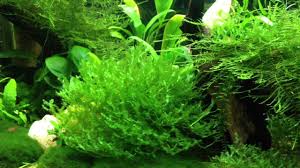 15 best aquarium carpet plants ranked