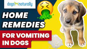 home remes for vomiting in dogs