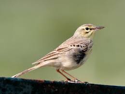 A scarce visitor to the uk. Details Tawny Pipit Birdguides
