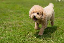 how much are poodles poodle cost guide