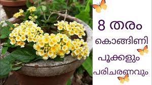 Lantana Flowers And Lanatana Plant Care