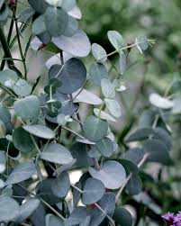 When i opened it, the box was full of dirt, the plant was crushed and the leaves were entangled. Silver Drop Eucalyptus Easy Indoors Or Out Live Plant 3 Pot Walmart Com Walmart Com