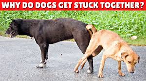 why do dogs get stuck together during