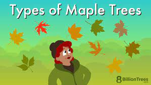 16 types of maple trees pictures