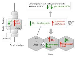 The Role Of Copper As A Modifier Of Lipid Metabolism