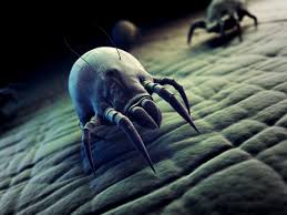 how to get rid of dust mites what