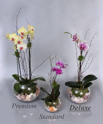 orchids plants gifts sarasota