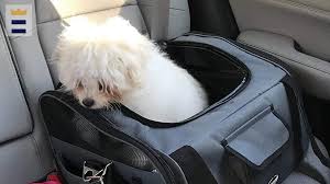 Which Dog Carrier Is Best For Car Rides
