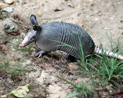 armadillos in texas your questions
