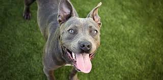 Get a puppy from roys pitbulls now. How Big Should My 5 Month Old Pitbull Puppy Be