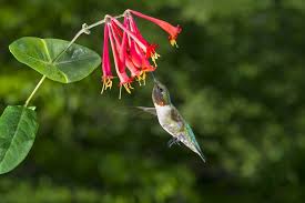 How To Plant A Hummingbird Garden