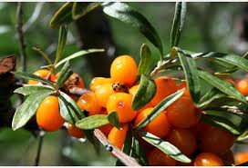 نتيجة بحث الصور عن argousier en arabe