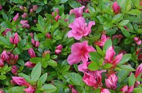 pruning and care for azaleas and