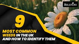 9 most common weeds in the uk and how