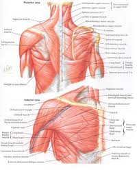 Each arm is attached to a shoulder blade. Anatomy And Physiology How The Neck And Shoulders Work Sarah Wayt