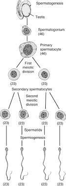 Spermatogenesis An Overview Sciencedirect Topics