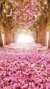 pink indus flowers path trees