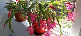 Photos, art, growing tips, sales/trades, news, stories. Christmas Cactus Care Propagation Blooming And More
