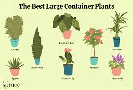 20 best large container plants