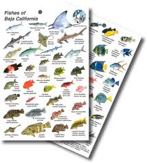 Divelogs Fish Id Cards