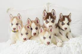 www.adoptahuskyminnesota.org gambar png