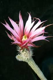echinocereus poselgeri dahlia cactus