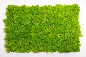 How To Care For Your Moss Wall