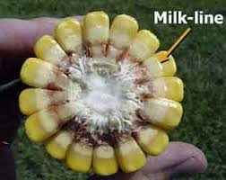 Corn Maturity And Drydown Thompsons