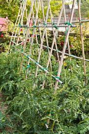 Build Bamboo Trellis For Vegetable Garden