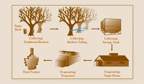 How Its Made Pure Maple From Canada