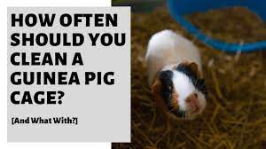 clean a guinea pig cage