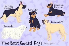 10 best dog breeds for protection