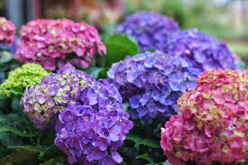 low maintenance flowers for your garden