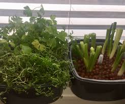 Easy No Tools Indoor Hydroponic Herb Garden (For Under $20) : 4