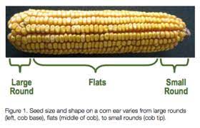 corn seed size plantability