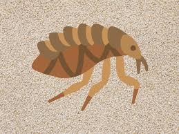 does carpet cleaning kill fleas