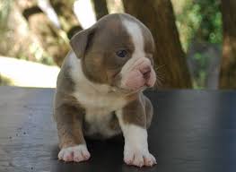 Coat Color Inheritance For Olde English Bulldogge Puppies