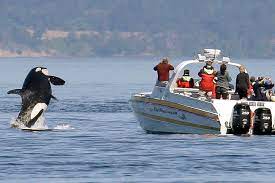 One final time, here is the full list of the 14 best places to see orcas in. New Whale Watching Restrictions Enacted For Resident Orcas Heraldnet Com