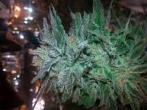 Image result for whats Blue Magoo strain