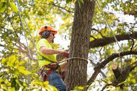 Will emergency tree removal cost the same as regular tree removal? Tree Trimming Service Albuquerque Junk Removal Hauling