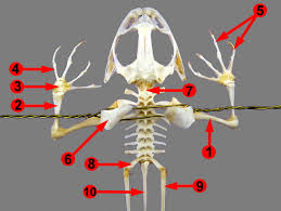 There are 3 main sets of bones in <br />the lower leg. Lab 10 Tetrapod Vertebrates Zoo Lab Uw La Crosse