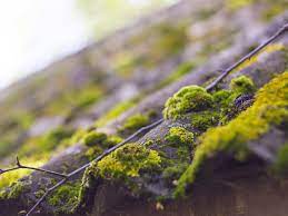 roof shingles prevent moss growth